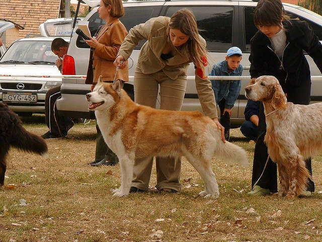 Max egy msik Dalmval a junior handler versenyen