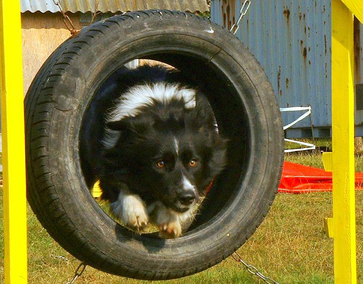 Edzstrsunk Kredi, a border collie